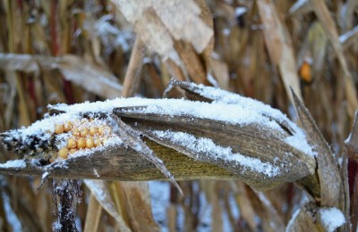 corn-on-the-cob-68912_1920