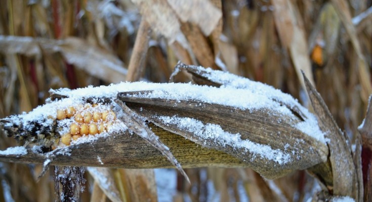 corn-on-the-cob-68912_1920