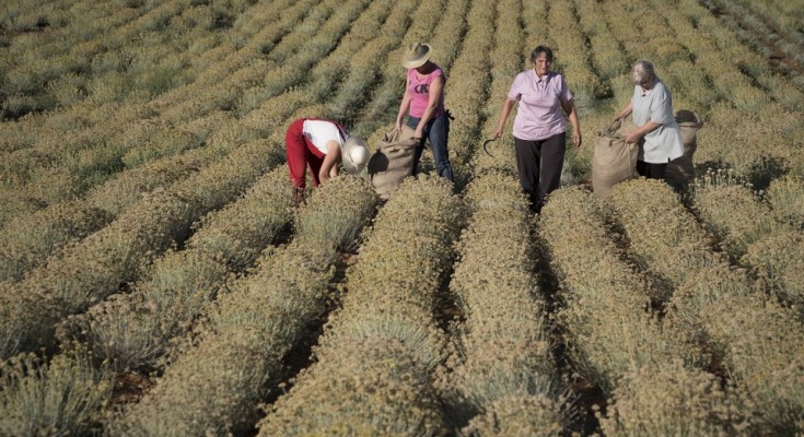 FARMING_OROVIC_BSPR_1 (1)