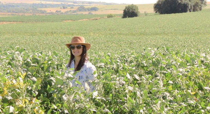 Além da queda de produção devido a estiagem, a agrônoma Carla Nemitz relata que os percevejos continuam sendo o principal foco de controle nas lavouras da região sul.