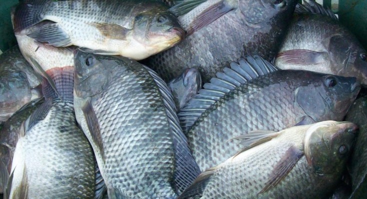 Tilapia
