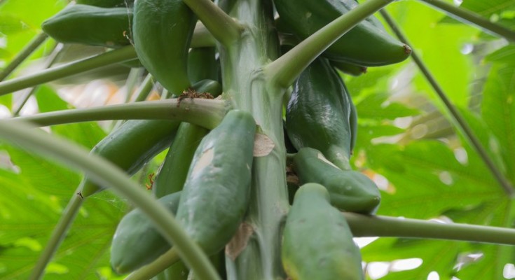 carica_papaya_papayer_-_104