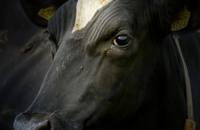 cow-2530412_640