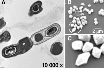 Bacillus