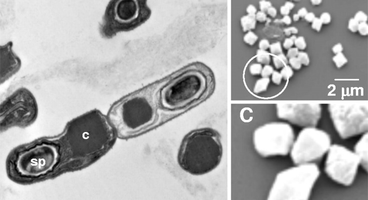 Bacillus