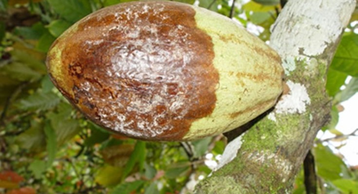 Cacau doente