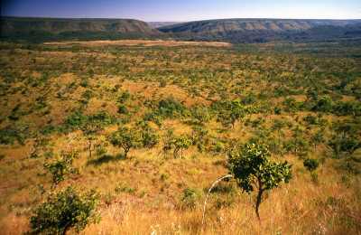cerrado-vegetacao