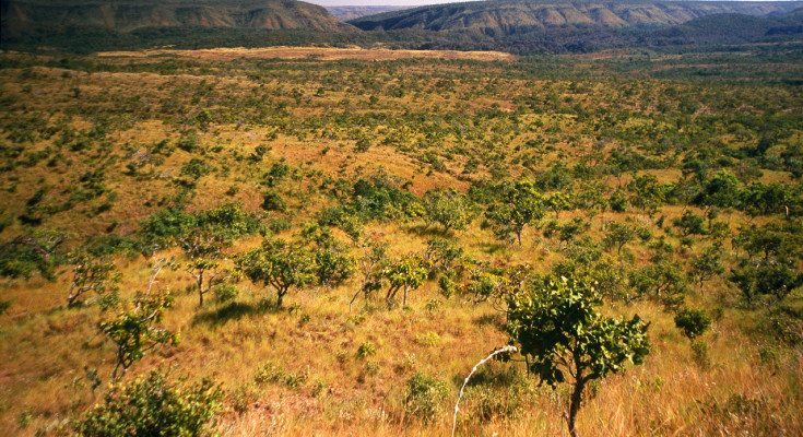 cerrado-vegetacao