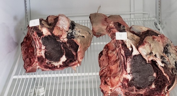 Carne Maturada