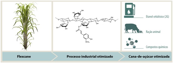 Flexcana