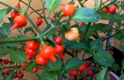 Pimenta Biquinho
