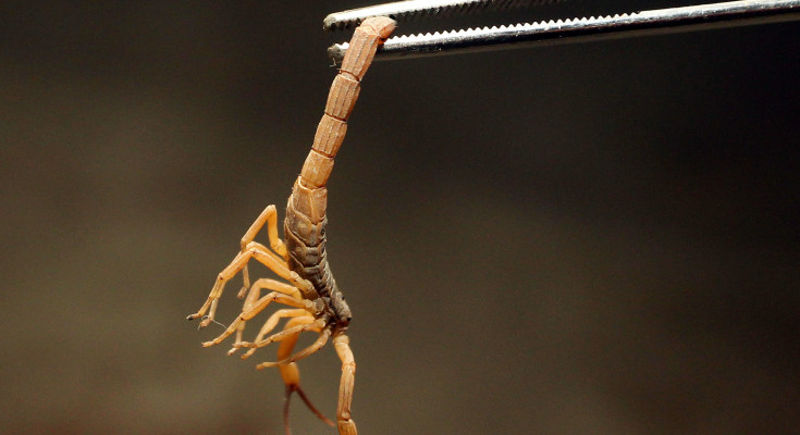 Cuidados em casa podem evitar acidentes com escorpiões