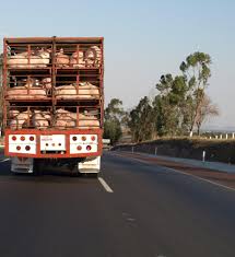 transporte de Animais