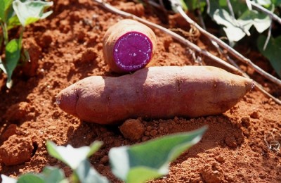 Batata Roxa