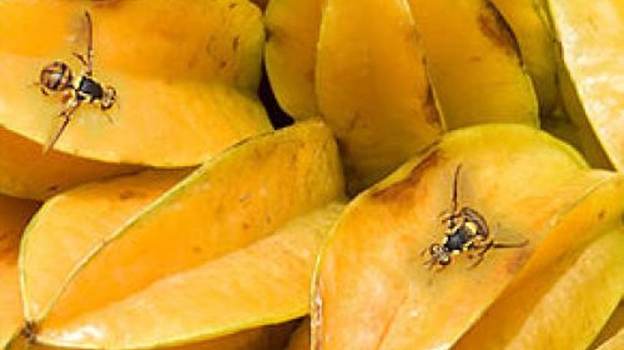 Mosca da Carambola