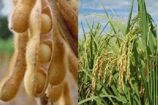 arroz-soja