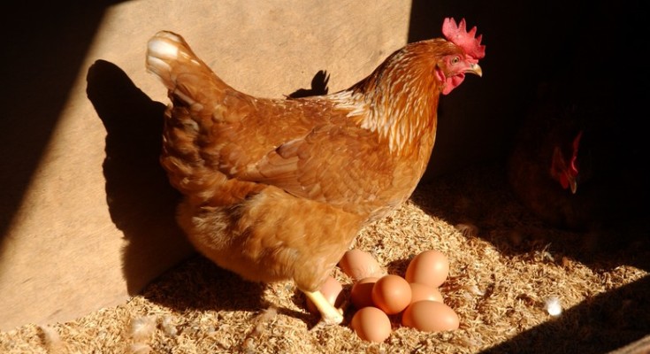 aves_ovos_