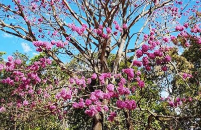 Ipê Roxo