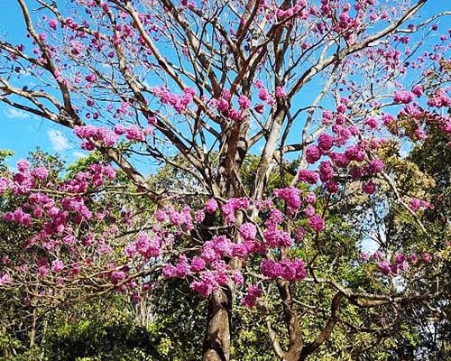 Ipê Roxo