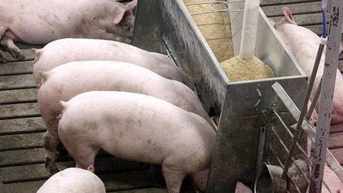 Peste Suína X Demanda por soja