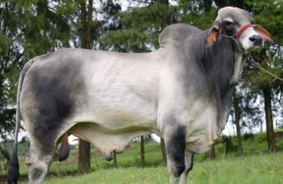 Brahman