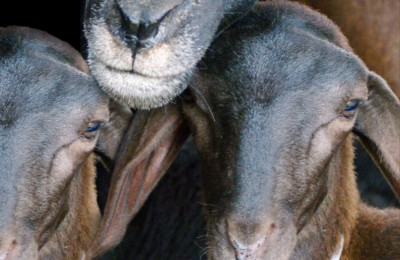 Cabras