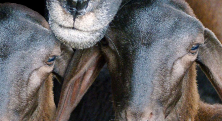 Cabras