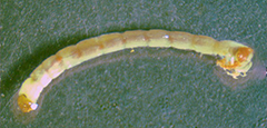 Larva de Mosquito