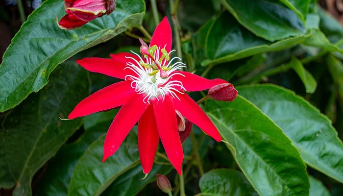Maracujá