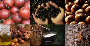 Produtos Florestais