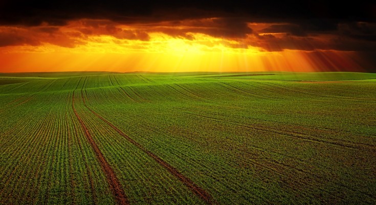 Área Plantada