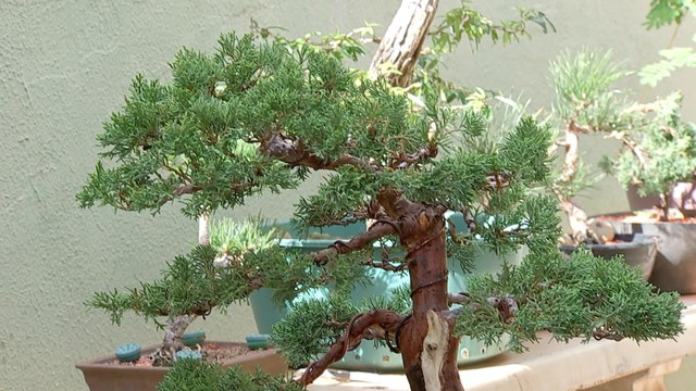 Bonsai