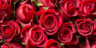 Rosas