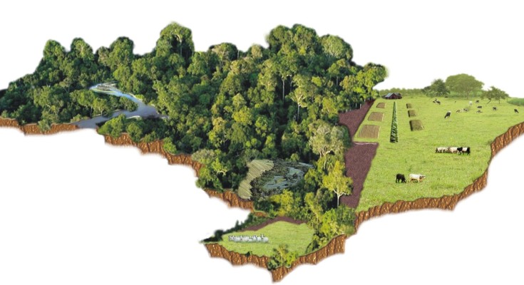 Brasil e Proteção Ambiental
