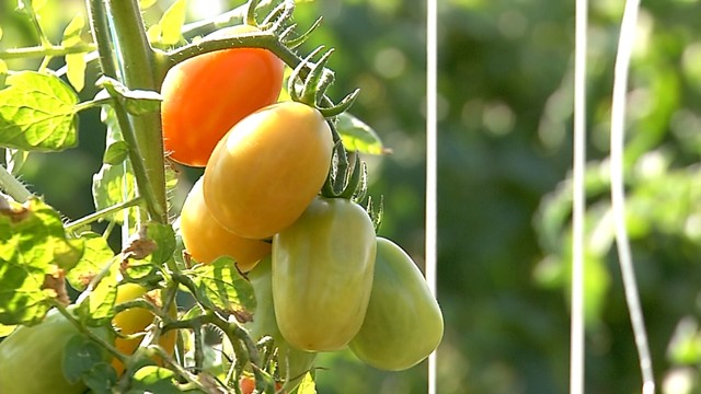Homeopatia-agricultura3-290919