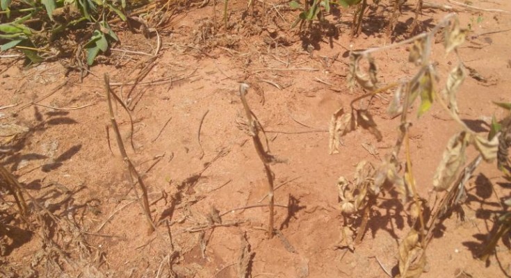 Lavoura-de-soja-seca