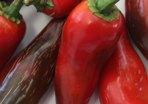 Pimenta