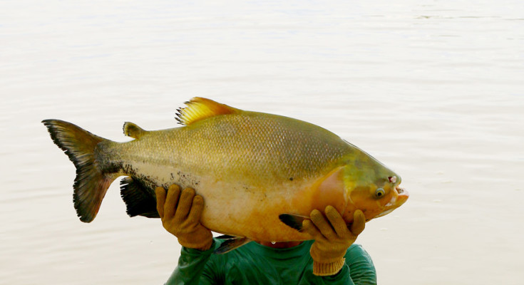 Tambaqui