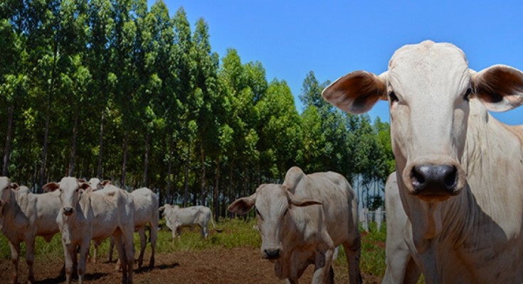 pecuaria_destaque