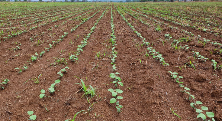 Plantio de Soja