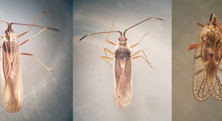 Pragas da Mandioca