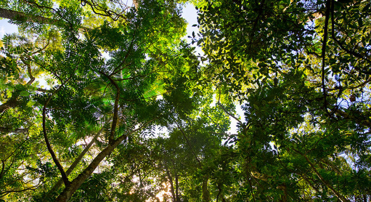 meio-ambiente