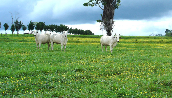 Amendoim Forrageiro