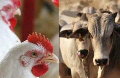 Frango Vivo e Boi em pé