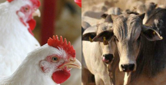 Frango Vivo e Boi em pé