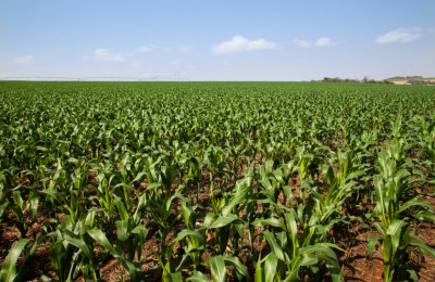 Safra de Milho