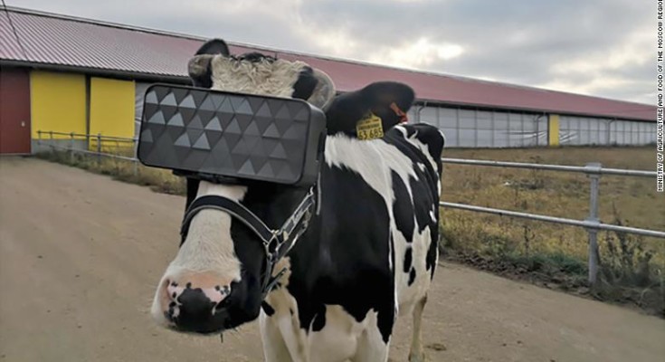 Vacas e Realidade Virtual