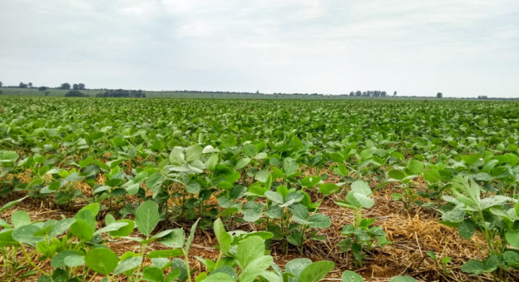 plantação-de-soja