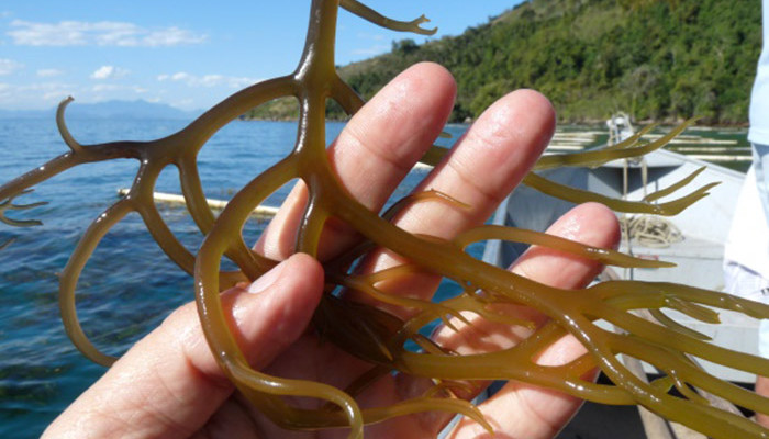 Alga Marinha