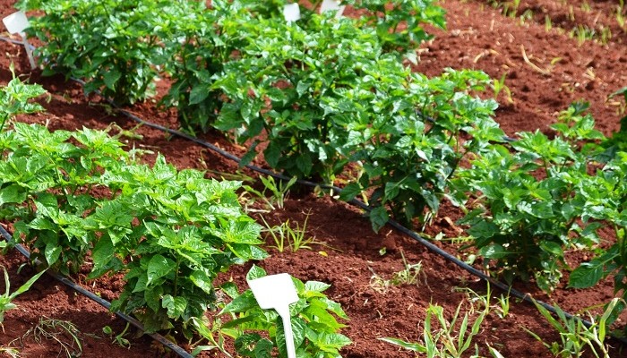 Pimenta de Cheiro